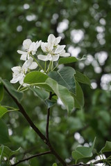 white flowers of wild pear