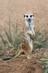 Fototapeta premium meerkat on guard