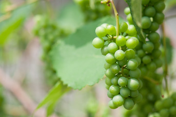 緑のぶどう, a bunch of growing green delaware grapes 04 with sun light