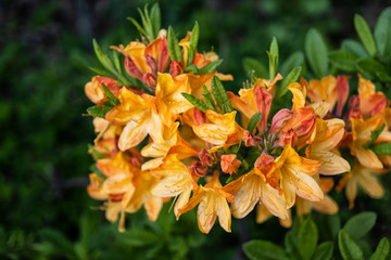 Azalea Glowing Embers Flowers