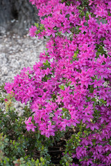Rhododendron Nova Zembla Flowers