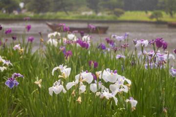 雨にぬれる菖蒲