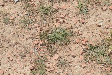 Textura suelo campestre