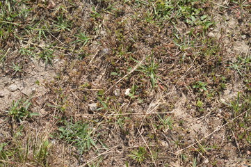 Textura suelo campestre