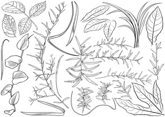 Black and White Plant Leaves Drawing Set - Outlined Illustration Isolated on White Background, Vector Graphic