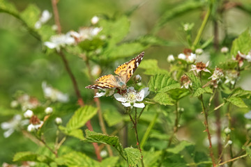 Fototapeta na wymiar Butterfly on flower, Painted Lady Vanessa cardui, a long distance migrant from North Africa, the Middle East and Central Asia 