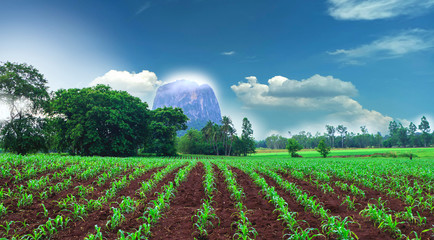 Thailand countryside farming with nature landscape of hill at morning on sky and white cloud