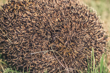 Cute hedgehog curled up in a tangle