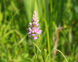 Common Spotted Orchid, Dactylorhiza fuchsii 