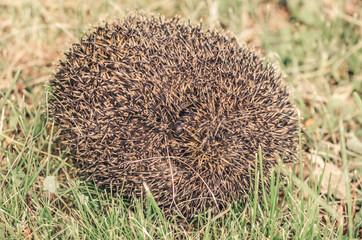 Cute hedgehog curled up in a tangle