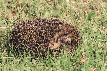 Cute hedgehog curled up in a tangle