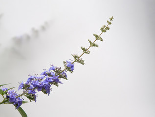 セイヨウニンジンボク　flowers of Vitex agnus-castus on white background 01