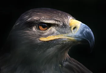 Foto op Canvas eagle portrait with black background © LeitnerR