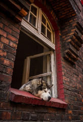 Pies huski śpi w oknie starej kamienicy