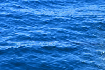 ドルフィンウォッチング