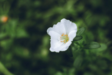 Closeup of white flower with  orange pollen. green nature background