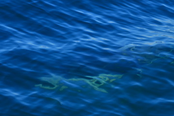 ドルフィンウォッチング