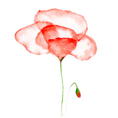 watercolor drawing of flowers - red transparent poppy