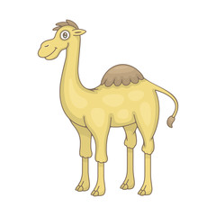 Camel. isolated on white background