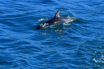 Fototapeta premium ドルフィンウォッチング