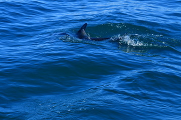 Obraz premium ドルフィンウォッチング