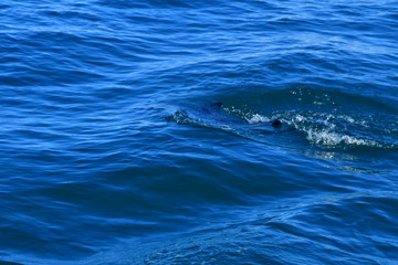 Fototapeta premium ドルフィンウォッチング