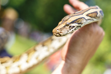 head of Reticulated python in the hands of man