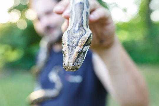 head of Reticulated python in the hands of man