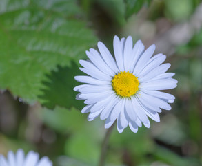 Fototapeta premium Beautiful daisy flower blossomoing in the morning sun. Close up with details of the flower head and petals.