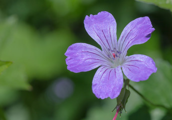 Beautiful wild lilac cranesbill flower, growing in an italien garden. details of the flower head, petals and pistils