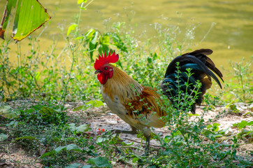 Portrait of bantam red cock animals wildlife in Thailand