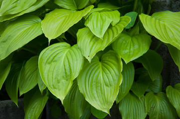 large green leaves grow in summer in the garden