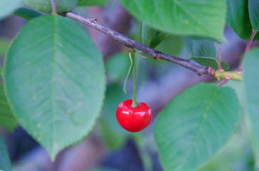 Alluring red cherry on the tree