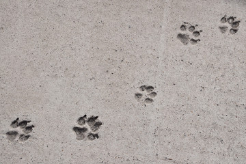 dog tracks on concrete sidewalk