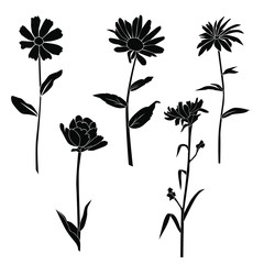 Set of silhouette flowers rose, daisy, chamomile,  spring and summer forest and garden field flower, black color isolated on white background