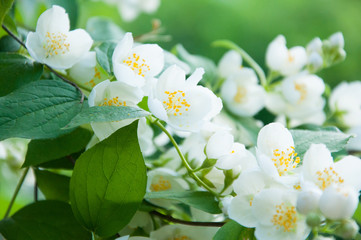 delicate white flowers of jasmine with green leaves. Summer bloom