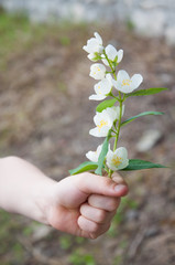 Twig with white flowers of jasmine in a girl's hand. Green leaves. Summer outdoor