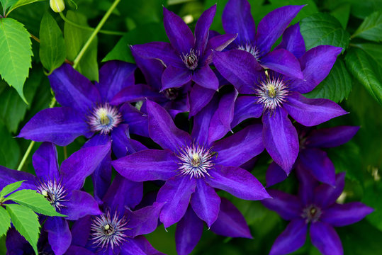 Clematis