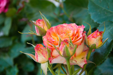 Delicate yellow coral rose grows on a background of green leaves. Garden. Summer