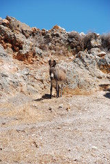 Naklejka premium Kimolos Island, Cyclades islands / Greece 2018: A donkey at the beautiful island of Kimolos