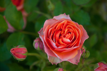 Pink rose grows on a background of green leaves. Garden. Summer