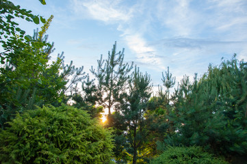 Tall green trees against a blue sky and white clouds