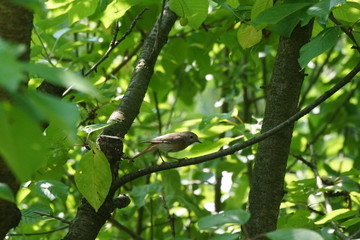 Ptak ,ptak na drzewie ,pleszka ,samica pleszki