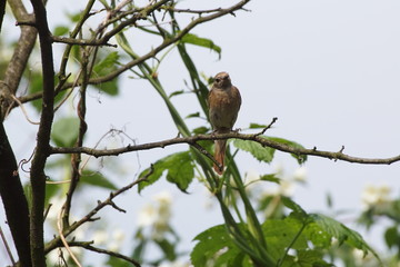Fototapeta premium Ptak ,ptak na gałęzi ,samica pleszki ,pleszka z pokarmem