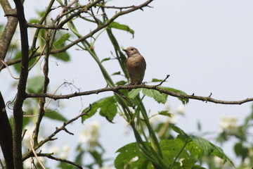 Ptak na drzewie ,pleszka na gałęzi