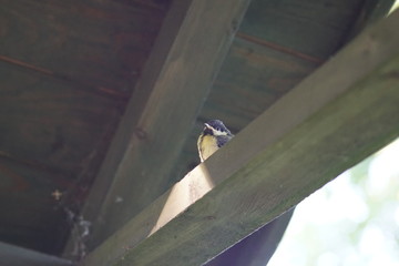 Ptak ,ptak na dachu ,piskle