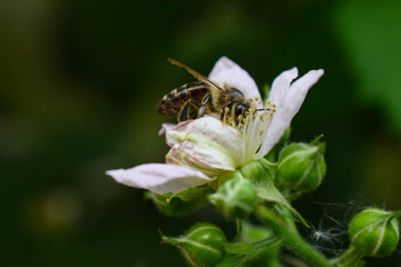 Biene auf Futtersuche an Brombeerblüte