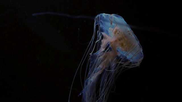 Closeup of Atlantic sea nettle (Chrysaora quinquecirrha) Jellyfish slow moving underwater on pure black background