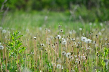 A field of dandelions with blur background