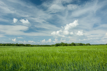 Green cereal, forest and white clouds on blue sky